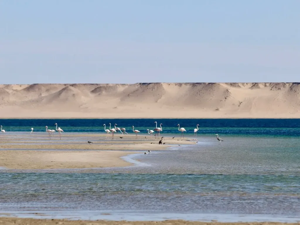 Flamingo birds - 6 activities to do in Dakhla