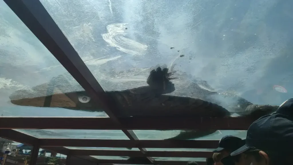 CrocoParc: One of the best attractions of Agadir - Get into the monster cave