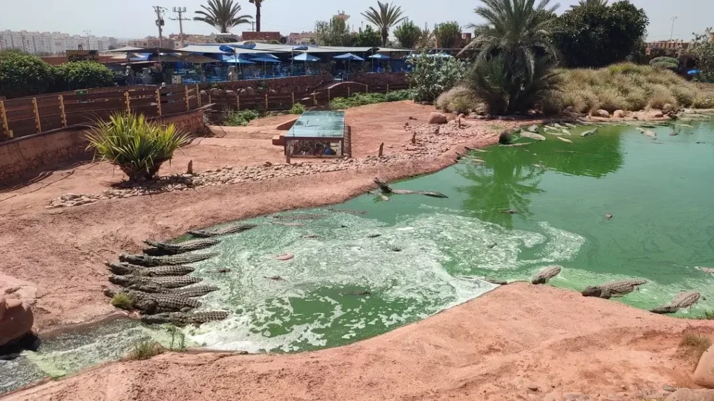 CrocoParc: One of the best attractions of Agadir - get closer and closer