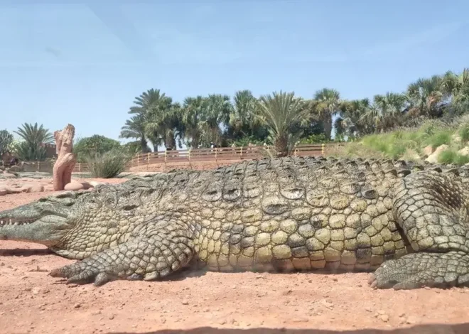 CrocoParc: One of the best attractions of Agadir
