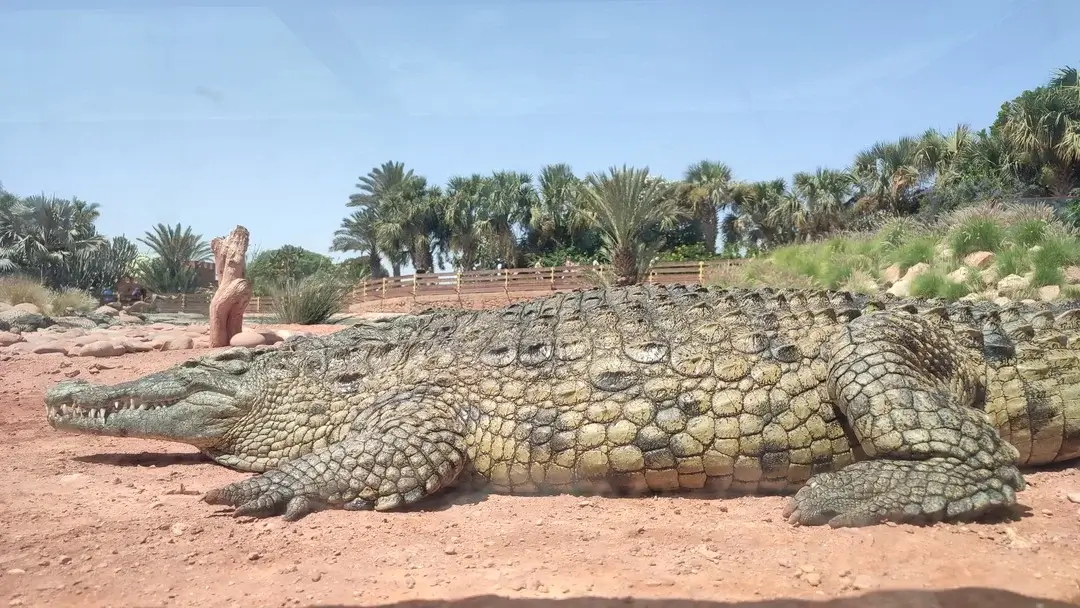 CrocoParc: One of the best attractions of Agadir