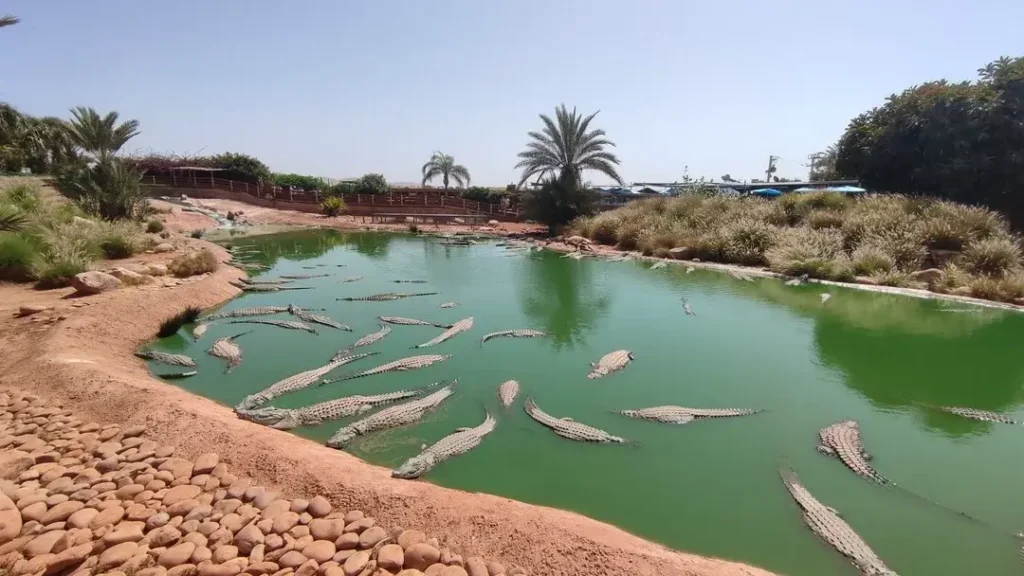 CrocoParc: One of the best attractions of Agadir - The circuit