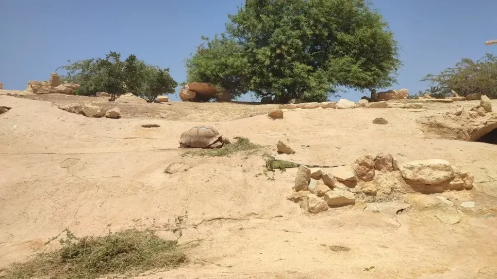 Crocoparc Agadir - Cactus garden