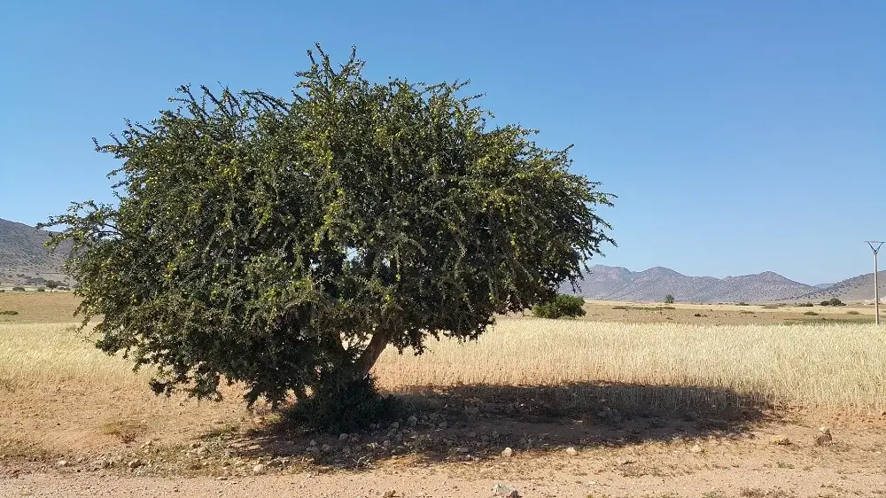 The ultimate guide to Moroccan oil - Argan tree