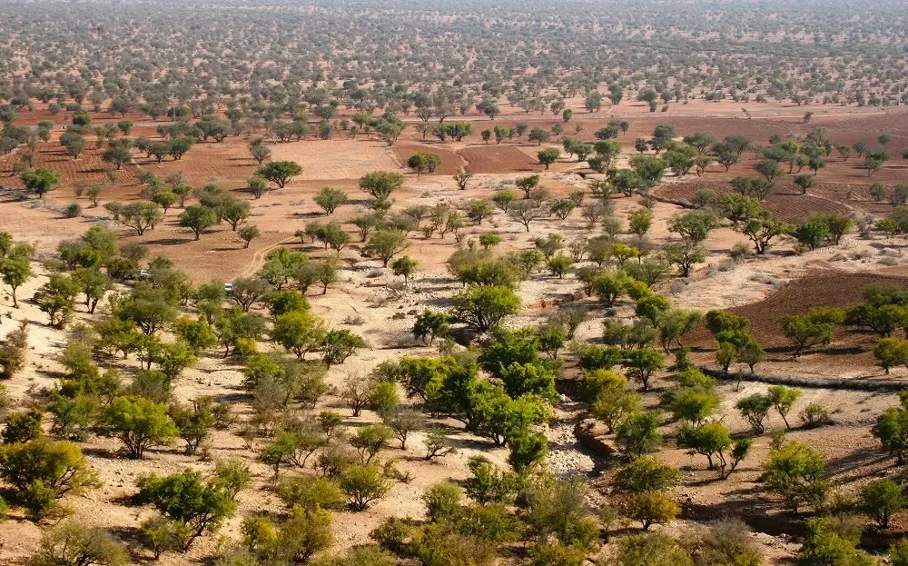 Argan trees Morocco