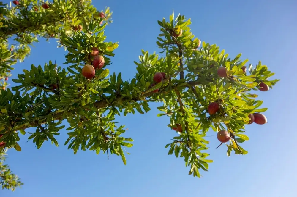 The ultimate guide to Moroccan oil - Argan tree