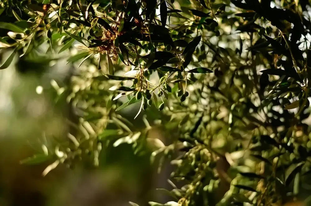 Moroccan oil - Oilive tree